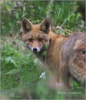 <p>LIŠKA OBECNÁ (Vulpes vulpes) Rychnov u Jbc.n.N. /Red fox - Rotfuchs/</p>
